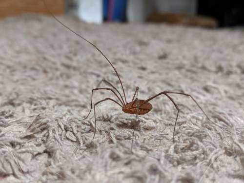 Daddy Long Legs Bug Insect Spider Scorpion Crawl