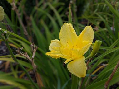 Daffodil Flower Blossom Bloom Plant Floral Yellow