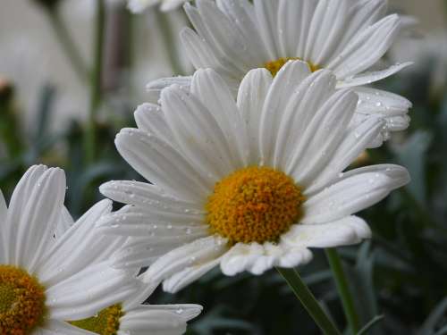 Daisies Flowers Margaretki Garden Summer White