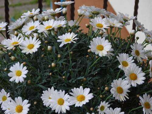 Daisies Flowers Margaretki Donnica Spring Daisy