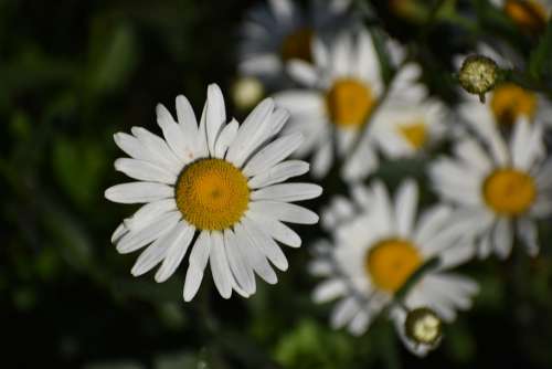 Daisy Flower Macro Bloom Chamomile White Garden