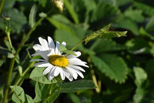 Daisy Flower Vjun Macro Bloom White Garden