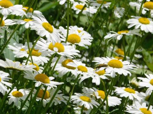 Daisy Flower White Bloom Petals Plant Wildflowers