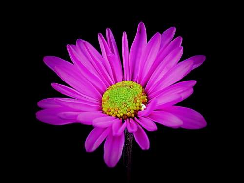 Daisy Flower Floral Spring Nature Pink Garden