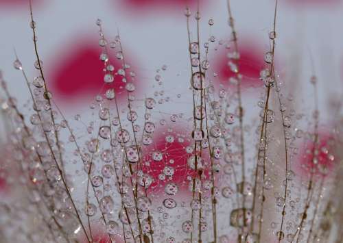 Dandelion Down Plant Drops Water Macro Grass