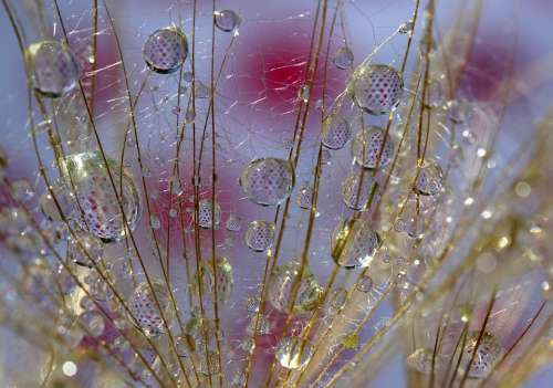 Dandelion Drops Water Macro Grass Nature