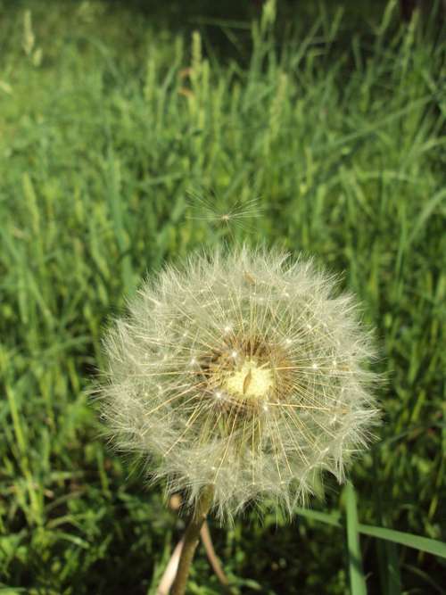 Dandelion Seed Flower Nature Seeds Fluffy White