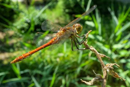 Darter Sympetrum Dragonfly Red Insect Wing