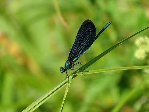 Demoiselle Dragonfly Blue-Winged Demoiselle