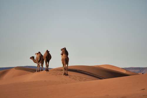 Desert Sahara Camels Animals Sand Landscape Dry