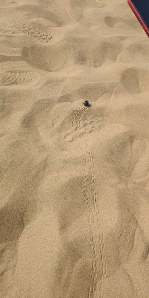 Desert Beetle Footprint