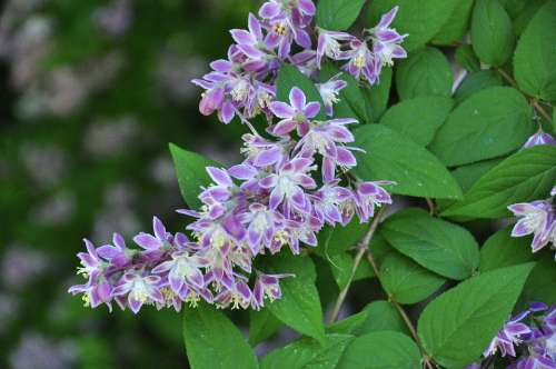 Deutzia Flowering Shrub Shrub Flowers Garden