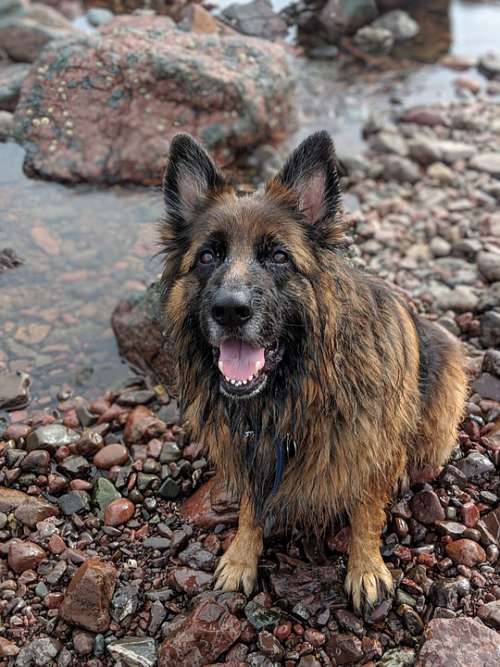 Dog Germanshephard Alsatian Rocks Pedigree Canine