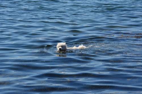 Dog Water Hundsim Hundbad Swim Sea Summer Bath