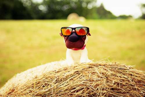 Dog Sunglasses Field Puppies Chihuahua Happy