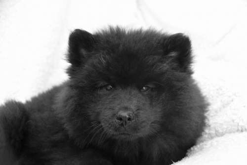 Dog Young Bitch Dog Eurasier Ploublue Puppy