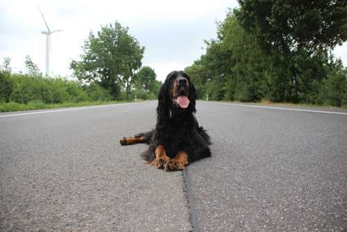 Dog Setter Gordon Road Highway Alone Pant Happy