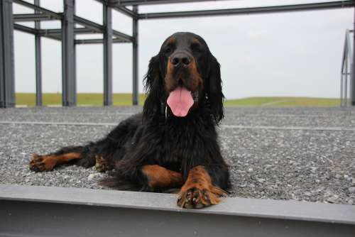 Dog Animal Setter Gordon Pet Northern Germany