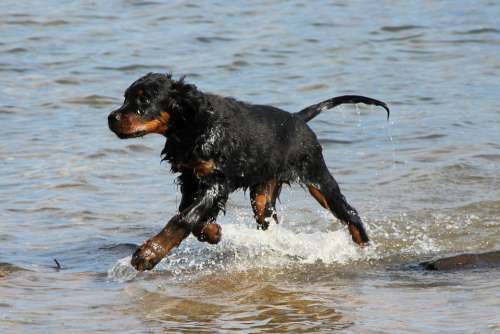 Dog Setter Gordon Animal Pet Water Swim Sea Run