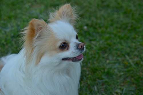 Dog Chihuahua Cute Hairy