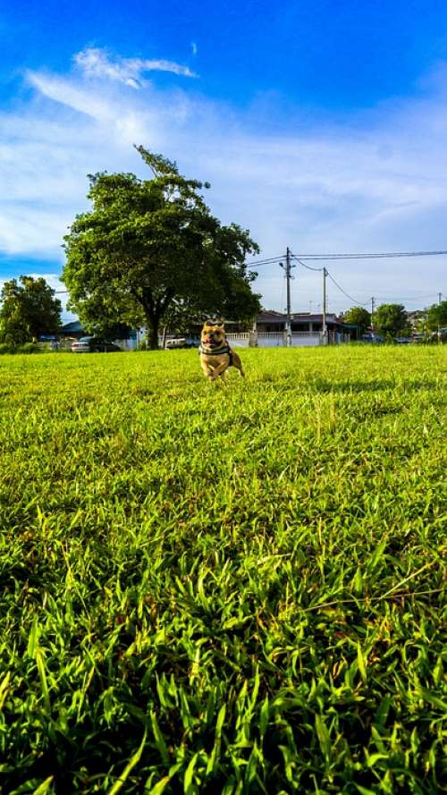 Dog Happy Pet Animal Cute Playful