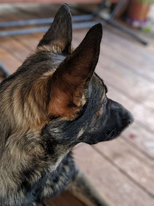 Dog German Shepard Pet Animal Cute Canine