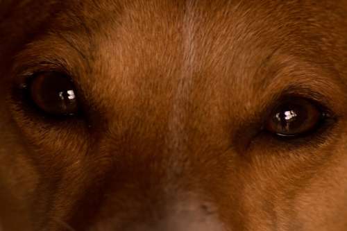 Dog Eyes Animal Pet Puppy Cute Portrait Brown
