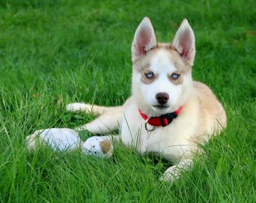 Dog Akira Puppy Ears Eyes