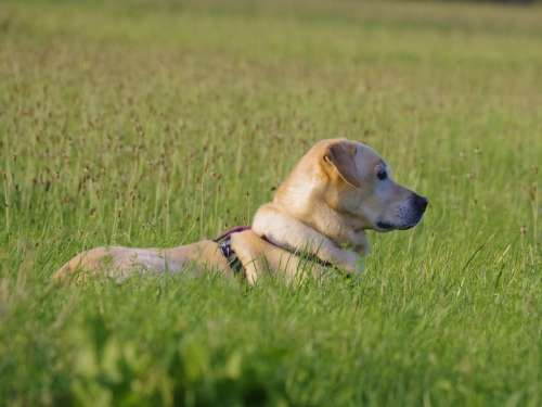 Dog Labrador Pet Yellow