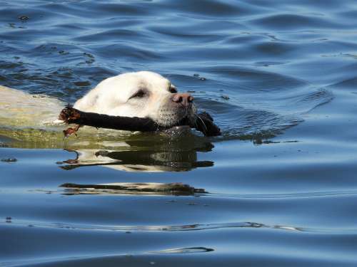 Dog Water Animal Happy Dogs