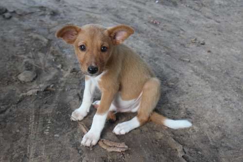 Doggy Dog Puppy Burkina Africa Cute Sand Earth