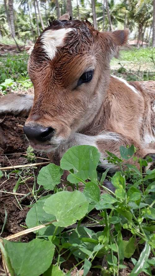 Domestic Animals Pets Calf New Born Calf