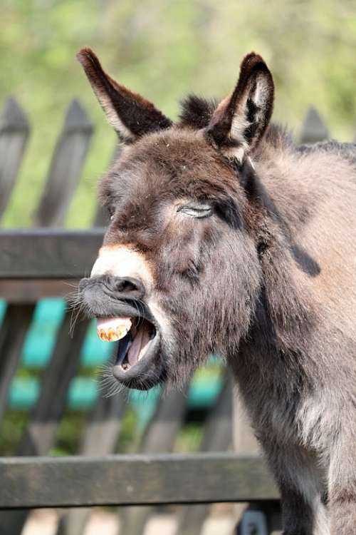 Donkey Dwarf Donkey Beast Of Burden Teeth