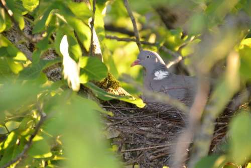Dove Nest Bird Nature Feather Garden Collared