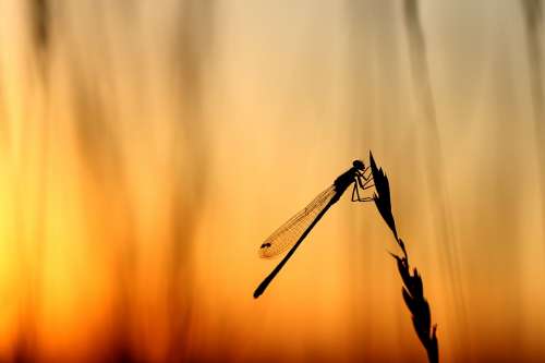 Dragonfly Backlighting Summer Macro Sunset Wing