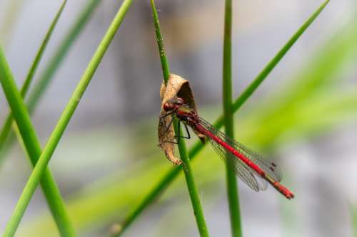Dragonfly Eat Hold Tight Insect Swamp Grass