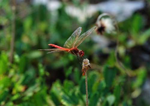 Dragonfly Red Animal Insect Flight Insect Macro