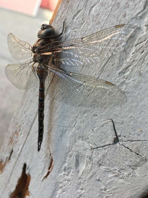 Dragonfly Black Wings Transparent Wood Animal