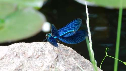 Dragonfly Insect Pond Animal Flight Insect Shiny