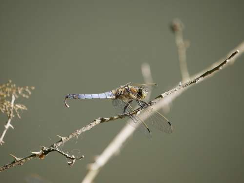 Dragonfly Nature Insect Pond Close Up