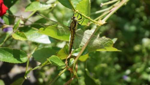 Dragonfly Garden Foliage