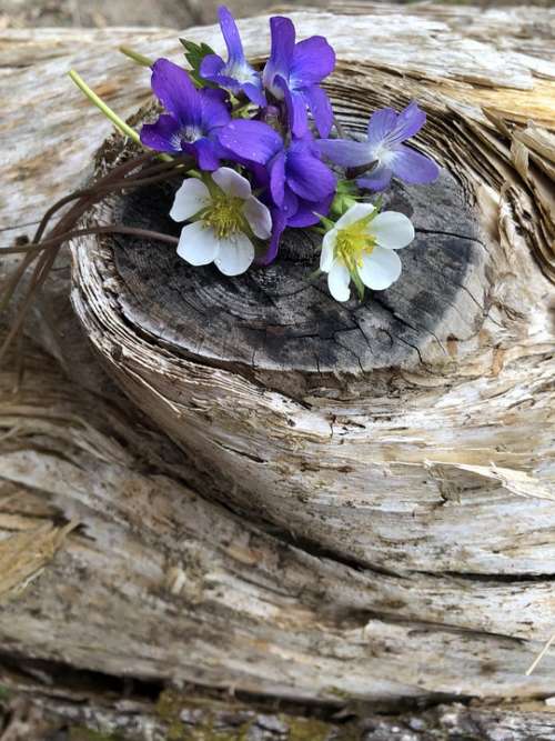 Drift Wood White Flower Purple Flower Bloom Log