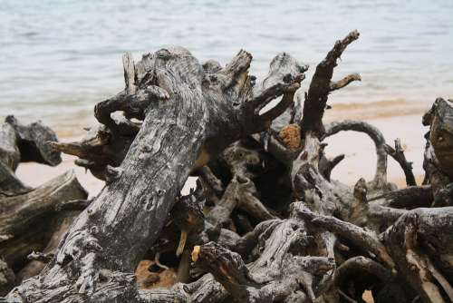 Driftwood Scenic Beach Ocean Nature Seascape
