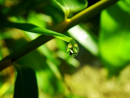 Drop Rocio Drop Of Water Nature Spring Green Rain