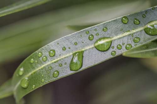 Drop Of Water Leaf Green Close Up Raindrop Nature