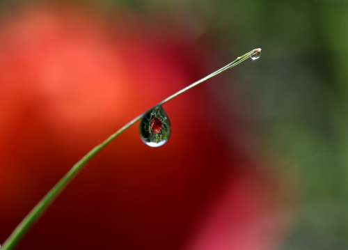 Drops Water Macro Grass Nature Refractive