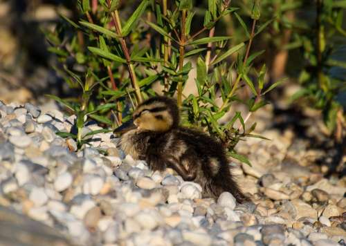 Duck Baby Chicks Duckling Cute Sweet Ducklings