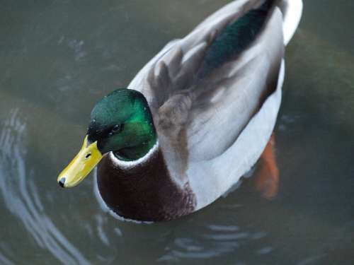 Duck Bird Animal World Waterfowl Feather Bill