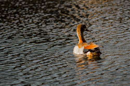 Duck Pond Lake Mama Nature Water Mirroring Bird