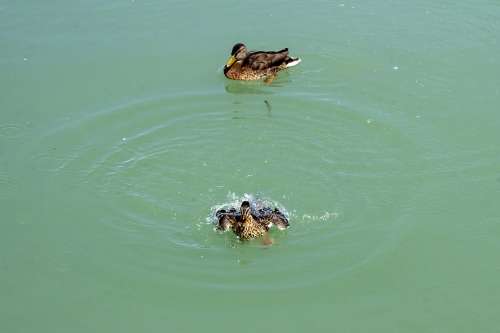 Duck Wild Ducks Teal Female Chick Bird Birds